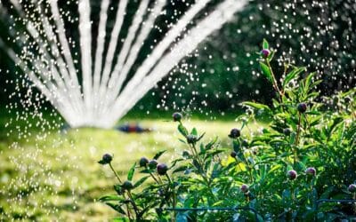 Progettazione Realizzazione Giardini Monte Compatri