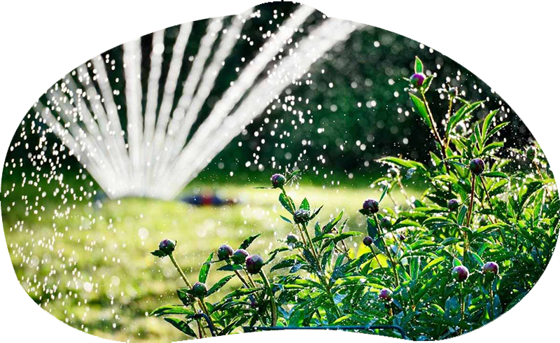 Manutenzione Giardini a Roma